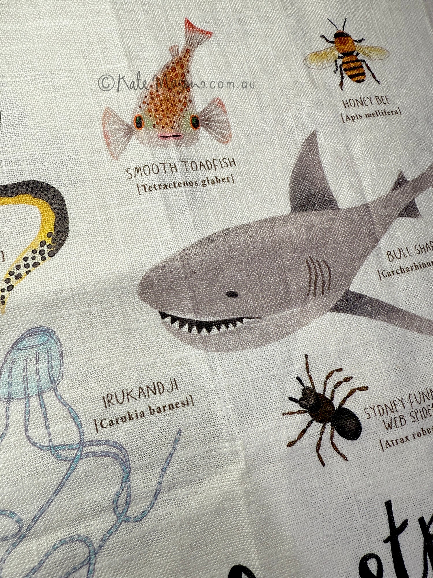 Aussie Things Kill You TEA TOWEL Adelaide South Australia Kitchen Gift
