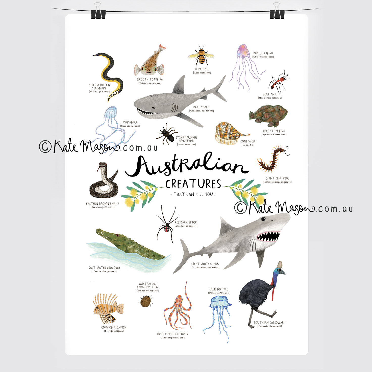 Aussie Things Kill You POSTCARD Australia Snail Mail Stationery Gift